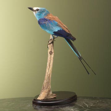 Scharrelaar Taxidermie volledige montage - Coracias, Nieuw