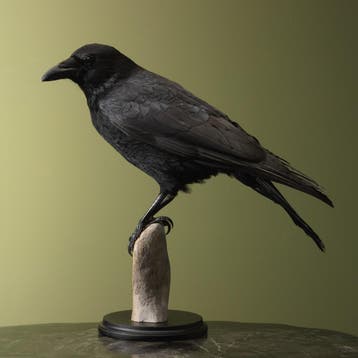Kraai Taxidermie Opgezette Dieren By Max, Verzamelen, Dierenverzamelingen, Ophalen of Verzenden, Nieuw, Vogel, Opgezet dier