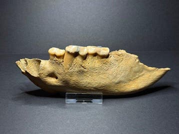 Permafrost cave hyena jaw - Gefossiliseerde kaak - Crocuta
