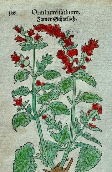 Leonhart Fuchs - Primi de stirpium historia commentariorum