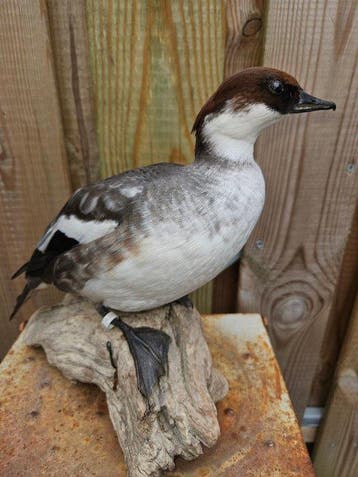 Super mooi opgezet nonnetje ( vrouw ) Taxidermie volledige, Nieuw