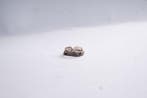 Statement ring - 18 karaat Roségoud - 0.25ct. tw. Diamant
