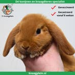 Jonge lieve Nederlandse Hangoordwerg konijnen te koop!, Dieren en Toebehoren, Konijnen, Meerdere dieren, Dwerg, Hangoor, 0 tot 2 jaar