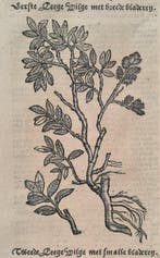 Rembertus Dodonaeus - 34 houtsnedes uit het Cruydt-boeck -, Antiek en Kunst