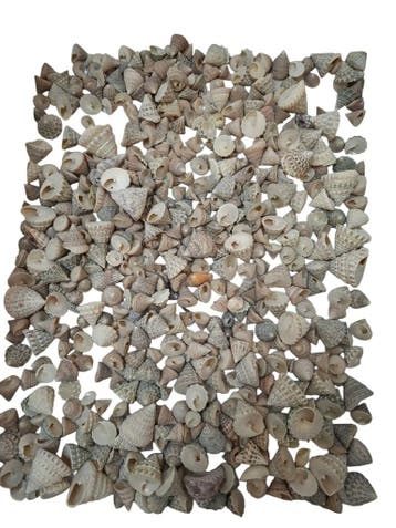 Echinellopsis schelpen ca. 1 cm 1 kilo Grandi, Hobby en Vrije tijd, Ophalen of Verzenden, Nieuw
