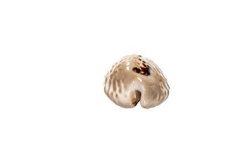 zeldzame verzamel-schelp - Kauri-schelp $$$ GEM $$$, Verzamelen, Nieuw