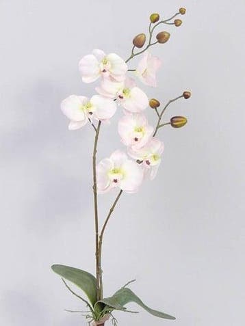 Orchidee phalaenopsis zachtroze zijden plant blad en wortel, Ophalen of Verzenden, Nieuw