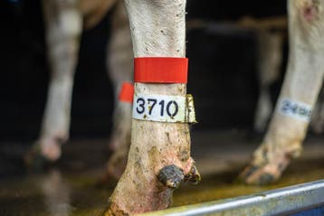 Genummerde pootbanden voor koeien – vanaf €5,31, Verzenden, Veehouderij, Melktechniek