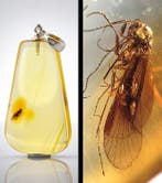 Lichtgevend gouden Baltisch amber-hanger – Gepreserveerde