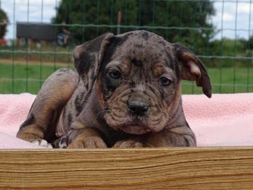 Old English Bulldog pups! t Gezonde type. Mogen mee!, Parvo, Nederland, 8 tot 15 weken, Bulldog