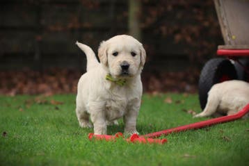 Golden Retriever pups, geteste ouders, met stamboom, Dieren en Toebehoren, Honden | Retrievers, Spaniëls en Waterhonden, België