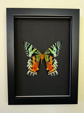 Vlinder Taxidermie volledige montage - Urania Ripheus - 13