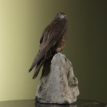 Hybride Valk Taxidermie Opgezette Dieren By Max, Ophalen of Verzenden, Nieuw, Vogel, Opgezet dier