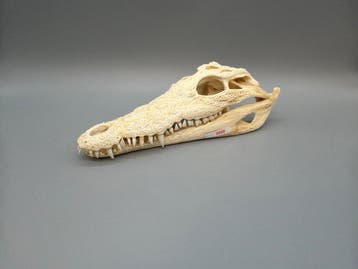 Nijlkrokodil Schedel - Crocodylus niloticus - 6 cm - 10 cm -