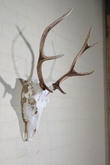 Large Red Stag Trophy Schedel - Cervus elaphus - 40 cm - 75, Nieuw