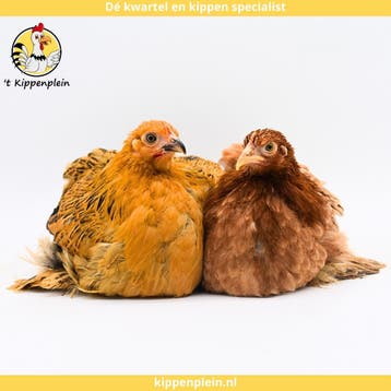 Jonge Tamme Cochin Kriel Kippen Te Koop - Veel Keus!, Dieren en Toebehoren, Vrouwelijk, Kip