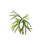 Green Bubble - Varen Staghorn Kunstplant- 55 cm - Ø, Huis en Inrichting, Ophalen of Verzenden, Nieuw, Binnen