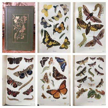 W. Egmont Kirby. - Butterflies and Moths Of the UK {70