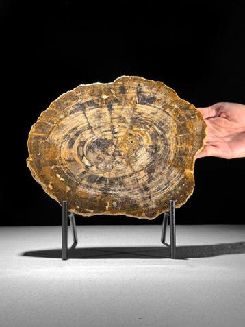 Prachtige plak versteend hout op een maatwerk standaard. -
