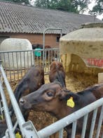 Wagyu  Kruisling kalveren, Meerdere dieren, 0 tot 2 jaar