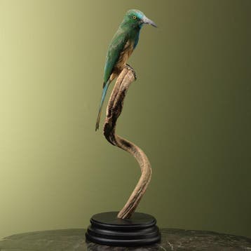 Bijeneter Taxidermie volledige montage - Nyctyornis, Nieuw