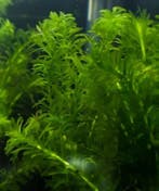 Aquariumplant - Elodea Densa bos (zuurstof), Dieren en Toebehoren, Vissen | Aquaria en Toebehoren, Verzenden, Nieuw, Plant(en), Steen of Hout