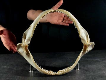 enorme kaak van een bronzen haai Taxidermie volledige, Nieuw