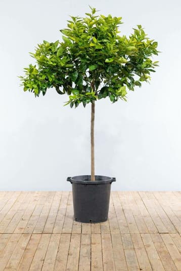 Sinaasappelboom / Citrus Sinensis op stam 150-175 cm