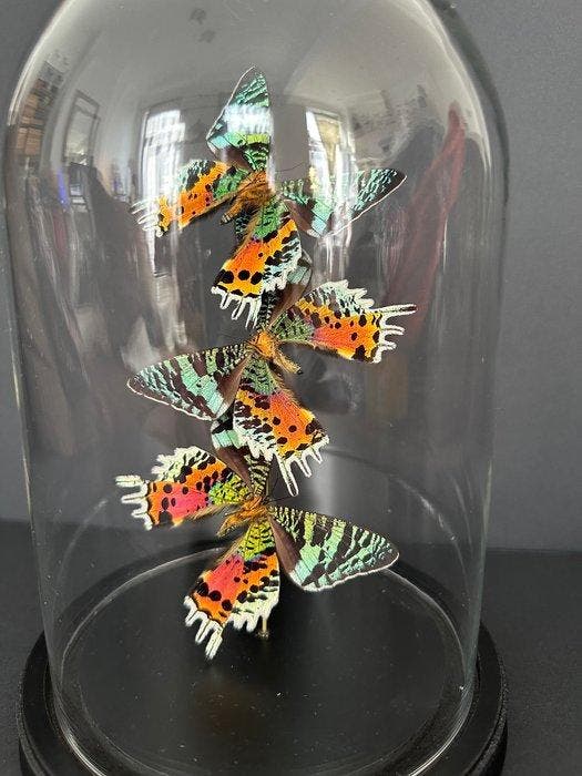 Madagaskarse maanmot Taxidermie volledige montage -, Antiek en Kunst, Curiosa en Brocante