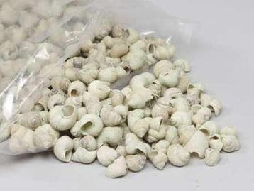 Umachi Schelpen Groen Washed 1 kilo, Ophalen of Verzenden, Nieuw