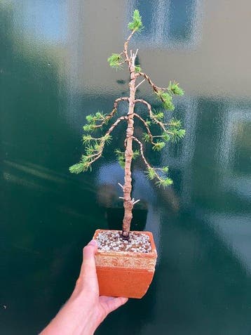 Spar bonsai (Picea) - Hoogte (boom): 50 cm - Diepte (boom):