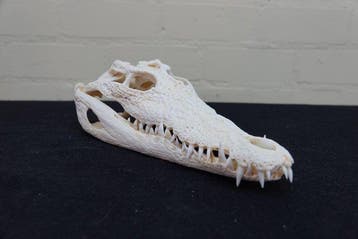Nile Crocodile 30.5 cm Schedel - Crocodylus niloticus (with