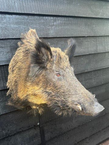 Wild zwijn Taxidermie volledige montage - Sus scrofa - 60 cm