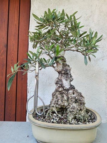 Olijf bonsai (Olea europaea) - Hoogte (boom): 35 cm - Diepte