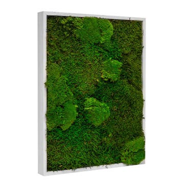 Vintlux Mosschilderij Lappenmos-Bolmos 60x60 cm Gebroken Wi, Nieuw