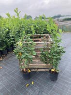 Laurier struik voor haag partij actie 40% korting, Bloeit niet, Verzenden, Halfschaduw, Overige soorten