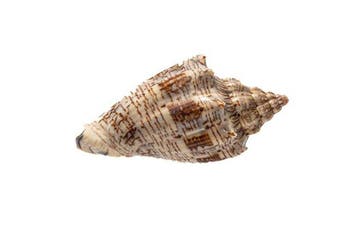 Hebreeuwse voluut - zeeslak  RARITEIT Taxidermie