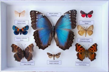 Vlinder Taxidermie volledige montage - Morpho peleides