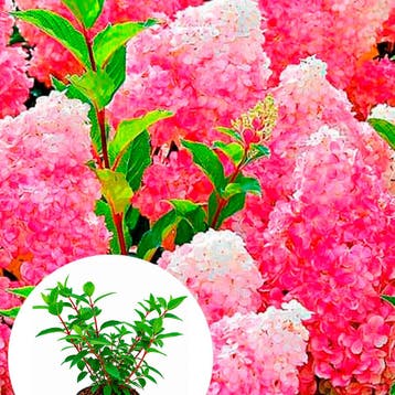 Pluimhortensia Vanilla Fraise container (P19) Sierplanten, Verzenden, Hortensia, Struik