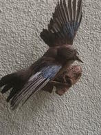 Gaai Taxidermie volledige montage - Garrulus glandarius - 14, Nieuw