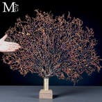 Natuurlijke Zwarte Gorgonie - Een Moderne Wunderkammer -, Verzamelen, Nieuw
