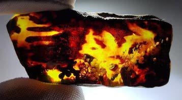FOSSlL-AMAZING!! Dominicaans amber- 10 g