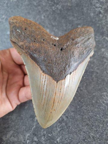 Megalodon - Fossiele tand - 12.7 cm - 9.9 cm