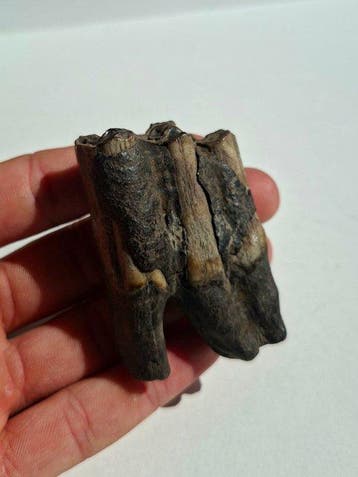 Steppe-wisent - Fossiele kies - Bison priscus MOLAR - 7 cm -