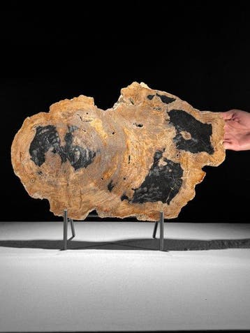 C- Prachtige grote plak versteend hout op een maatwerk