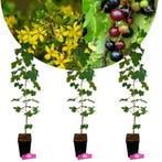Ribes aureum + pot 11cm 3 pcs, Tuin en Terras, Planten | Fruitbomen, Verzenden, Volle zon