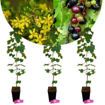 Ribes aureum + pot 11cm 3 pcs, Verzenden, Volle zon