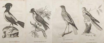 George Shaw (1751–1813) - Set of 4: Ornithological Studies
