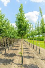 Malus domestica Elstar hoogstam 20/25