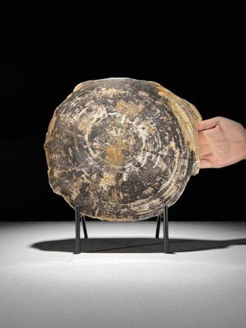 Prachtige plak versteend hout op een op maat gemaakte